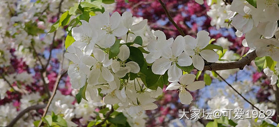 人间四月天，春暖花开时。_植物金