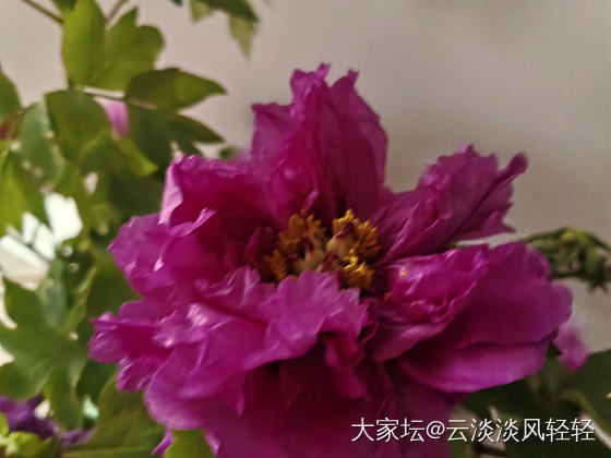 牡丹_植物