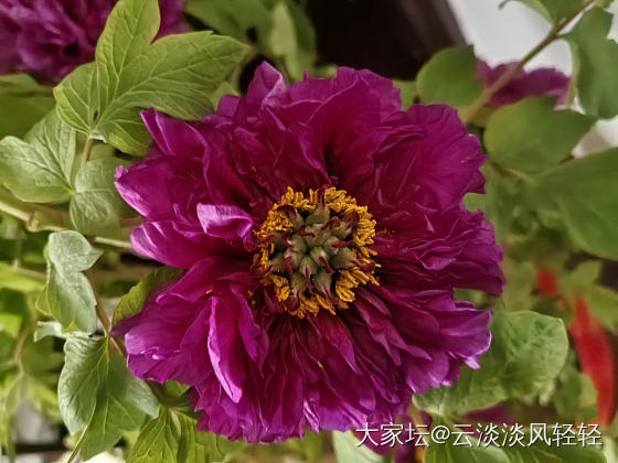 牡丹_植物