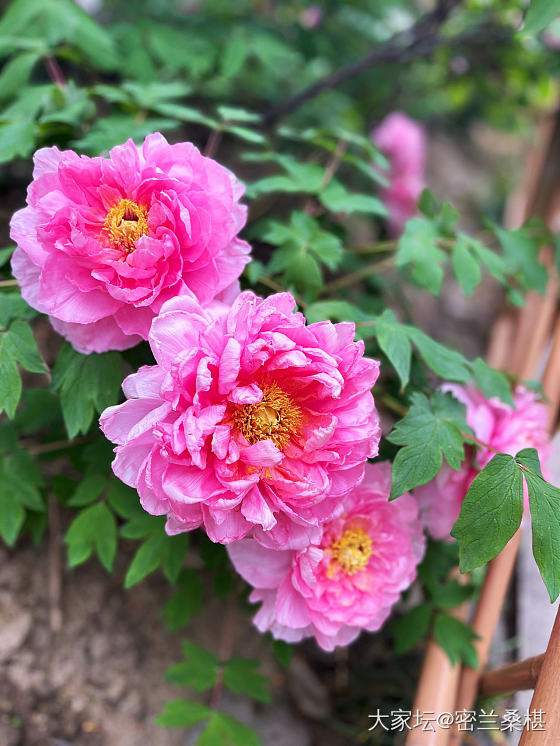 又是一年风华绝代时_花