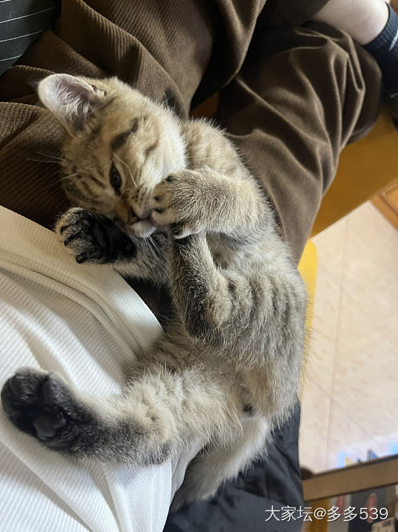 长大一些，感觉也变漂亮了_猫