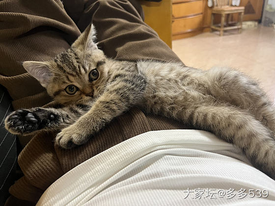 长大一些，感觉也变漂亮了_猫
