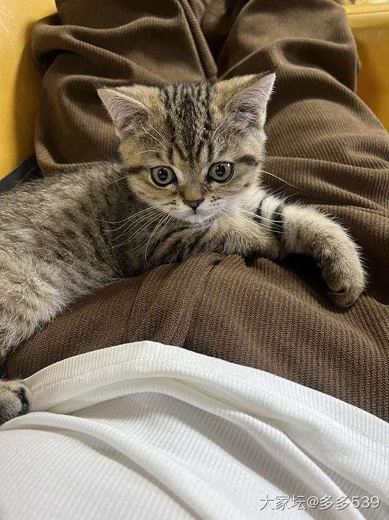 长大一些，感觉也变漂亮了_猫