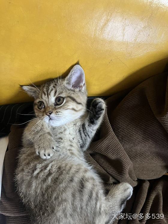 长大一些，感觉也变漂亮了_猫