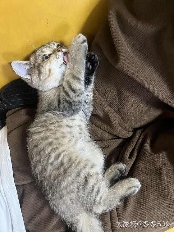 长大一些，感觉也变漂亮了_猫