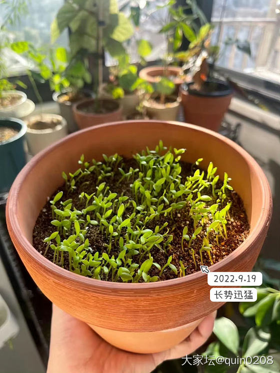 火龙果里发现的，还能吃吗？_水果