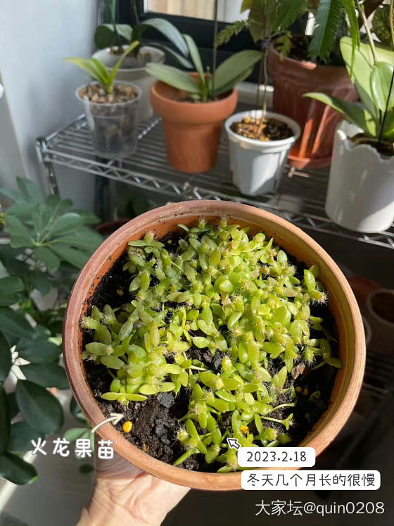 火龙果里发现的，还能吃吗？_水果