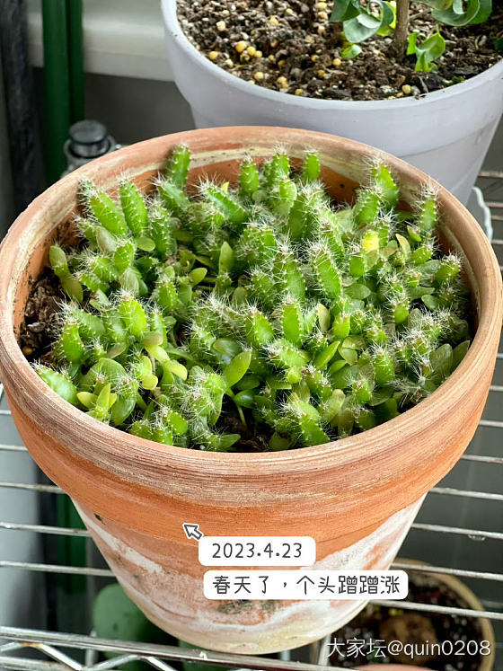 火龙果里发现的，还能吃吗？_水果