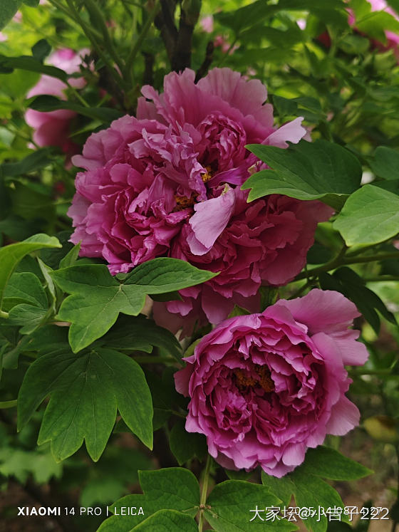 近日牡丹花_花