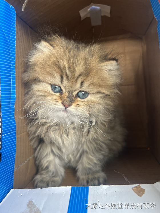 昨天在公园里捡到一只猫_猫