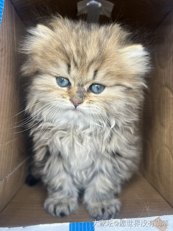 昨天在公园里捡到一只猫_猫