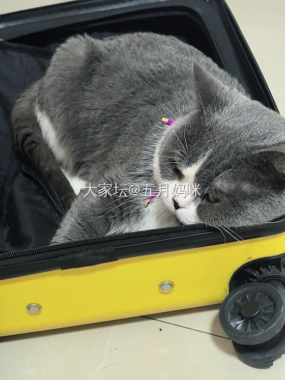 有事要出门两天_猫生活
