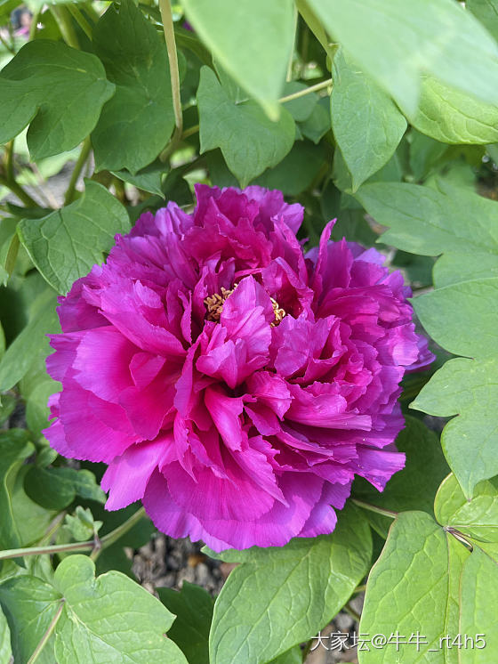 唯有牡丹真国色_花