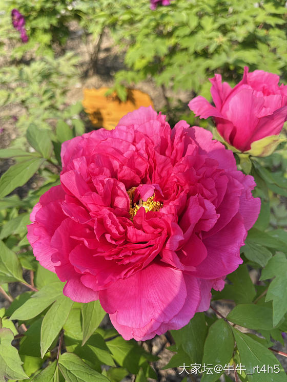 唯有牡丹真国色_花