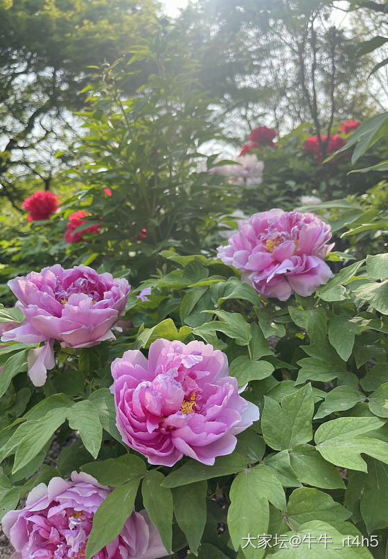 唯有牡丹真国色_花