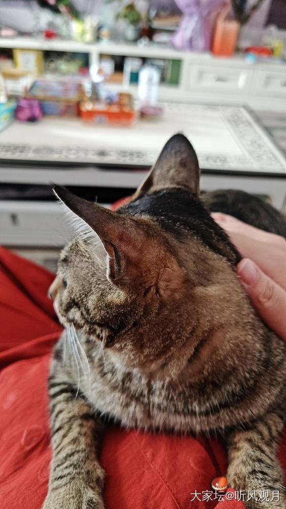 狸花猫子:发癫五分钟——

充电俩小时。

但是这发癫的五分钟里，它干了许多事儿..._猫