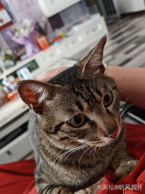 狸花猫子:发癫五分钟——

充电俩小时。

但是这发癫的五分钟里，它干了许多事儿..._猫