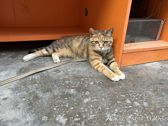 打印店旁边的猫，长得挺可爱的，一点都不怕人，主动亲近我，看它被拴住有点难过😫，后..._宠物