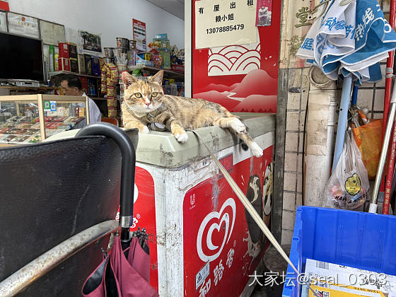 打印店旁边的猫，长得挺可爱的，一点都不怕人，主动亲近我，看它被拴住有点难过😫，后..._宠物