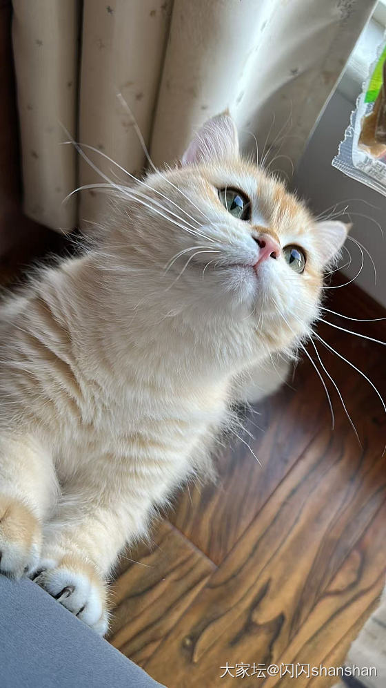 不发金子发只小猫咪_猫