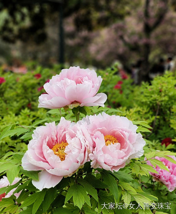 来洛阳看牡丹啦_花