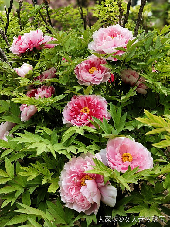 来洛阳看牡丹啦_花