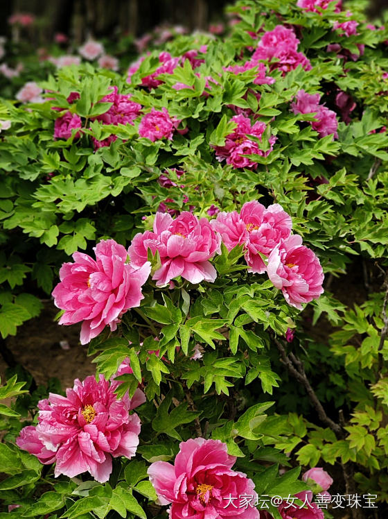来洛阳看牡丹啦_花