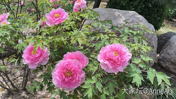 来洛阳看牡丹啦_花