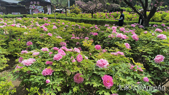 来洛阳看牡丹啦_花