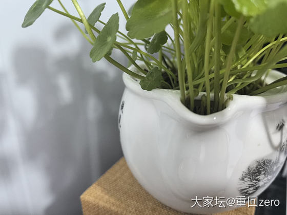 最近的快乐_植物