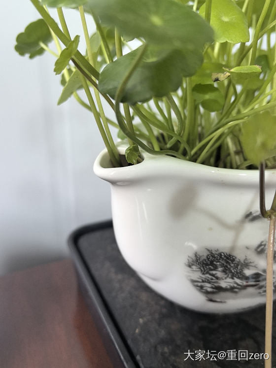 最近的快乐_植物