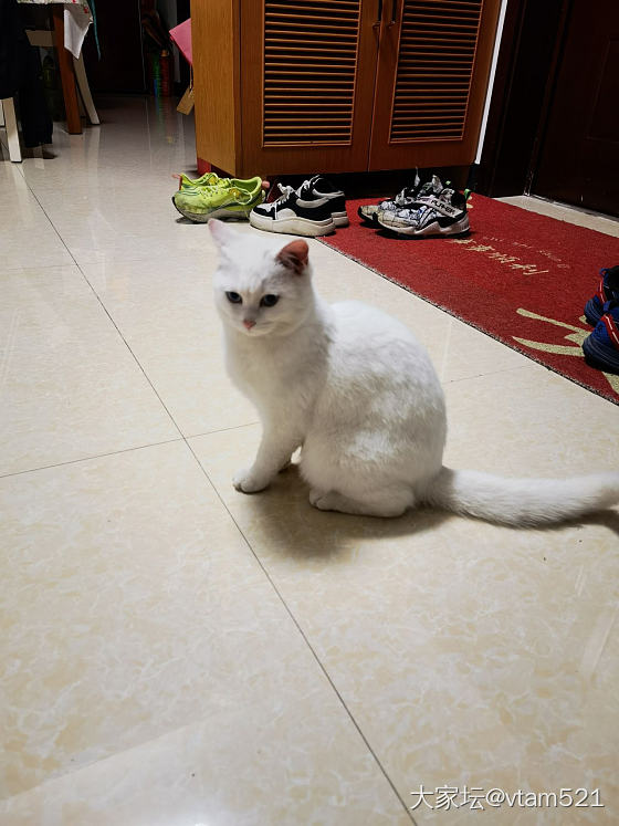 八万_猫