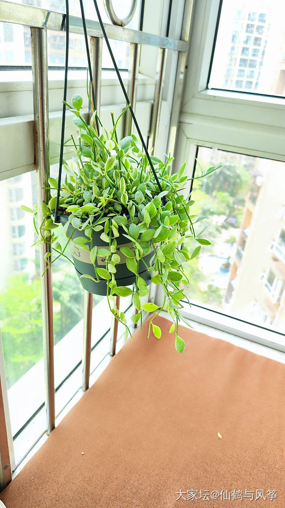除了买金你们还在买什么？_植物生活