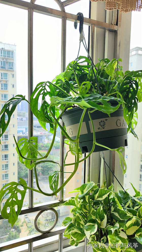 除了买金你们还在买什么？_植物生活