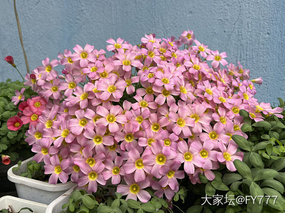 刮大风啦💨看看花吧_花