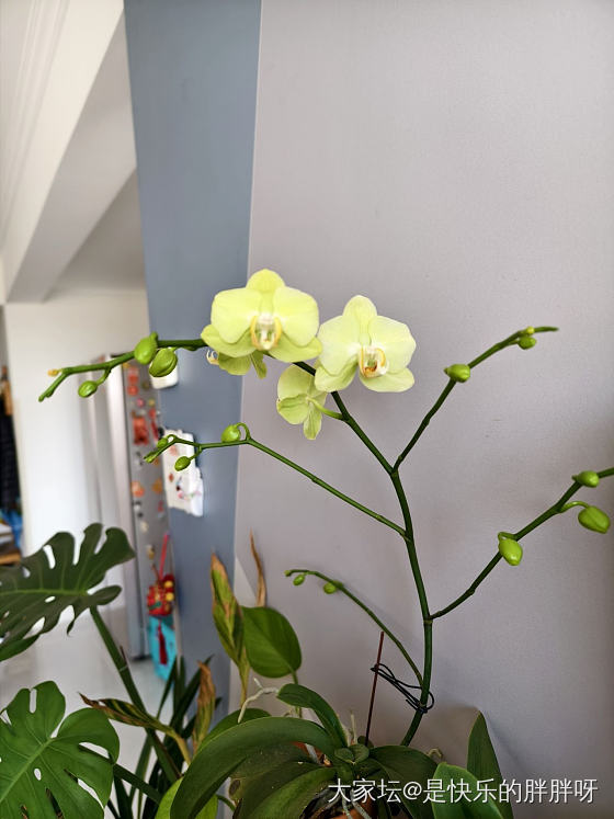 大风天在家浇花_植物