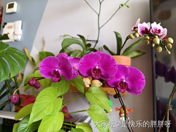 大风天在家浇花_植物