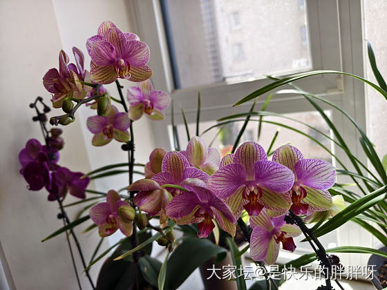 大风天在家浇花_植物