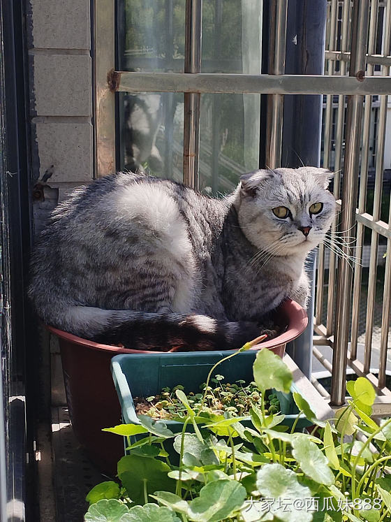 花盆长猫_宠物