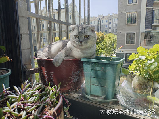 花盆长猫_宠物