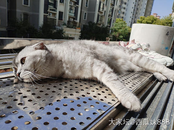 花盆长猫_宠物