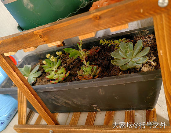 多肉_多肉