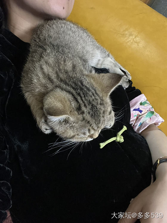 明年这个时候就不能让它这么躺着了_猫