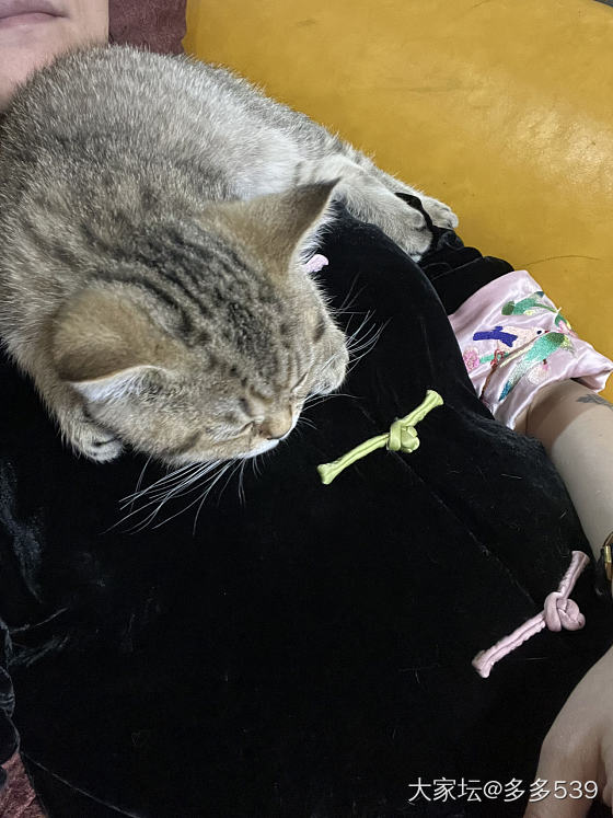 明年这个时候就不能让它这么躺着了_猫