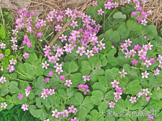 小知识：不要撑着伞在高压线下逗留。_金
