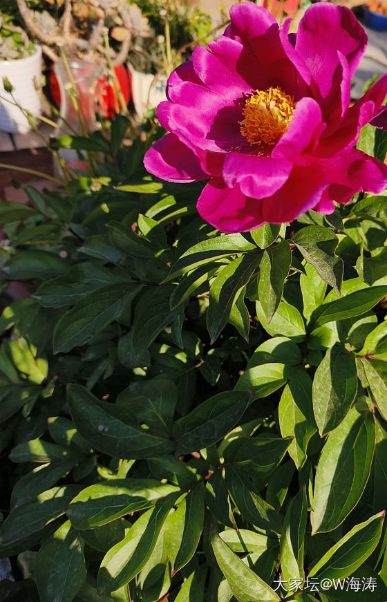 墙角芍药_花