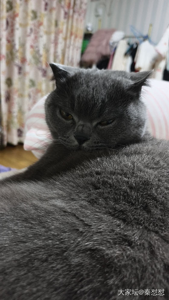 每天陪我睡觉的快乐搭子_猫