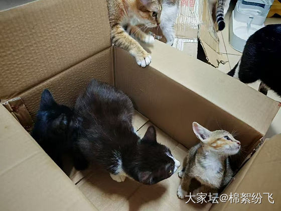捡猫仔_宠物