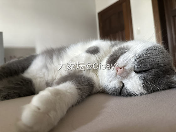 每天陪我睡觉的快乐搭子_猫