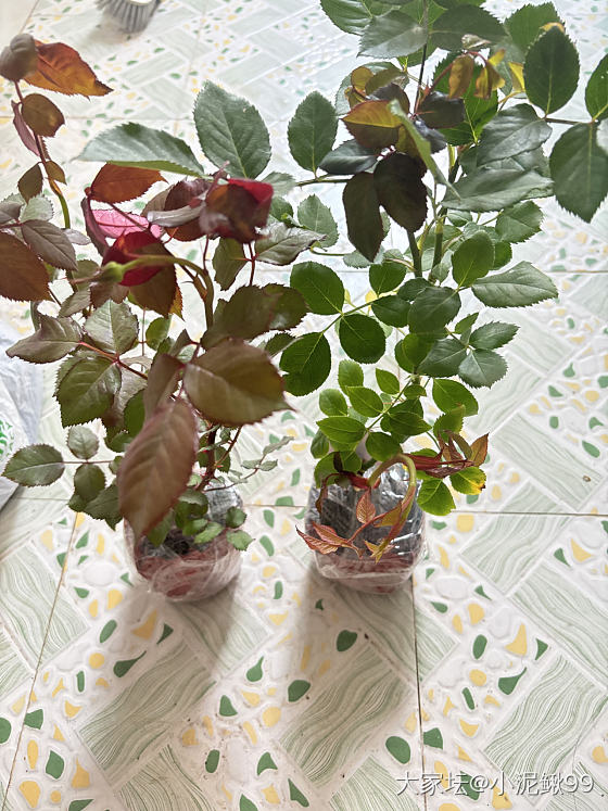 你们入金子，我入玫瑰_花